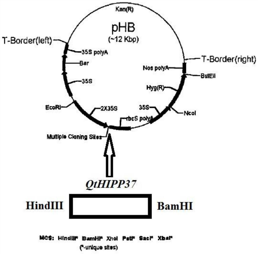 A kind of qthipp37 gene and its application