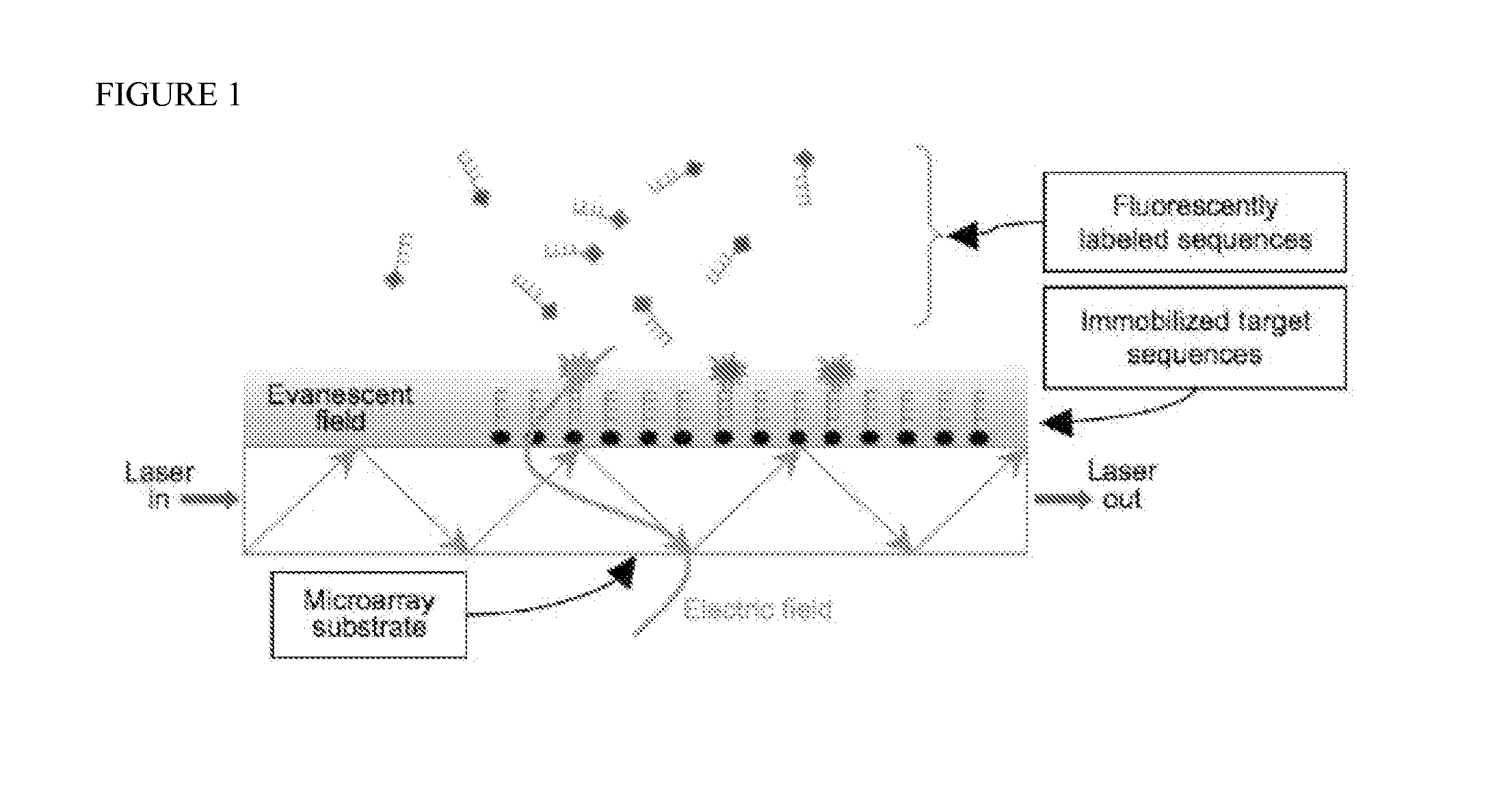 Methods and compositions related to quantitative, array based methylation analysis
