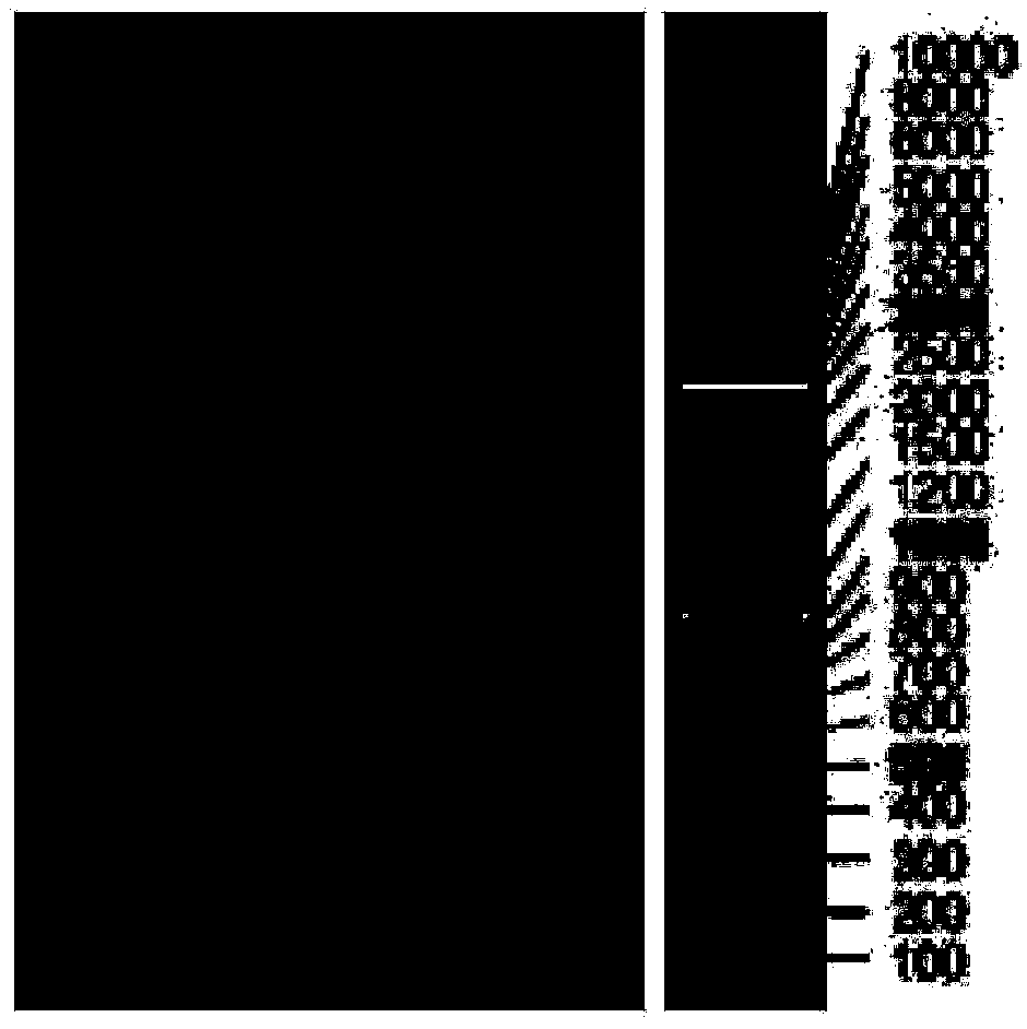 Method for rapidly detecting nuclear polyhedrosis virus by loop-mediated isothermal amplification (LAMP)