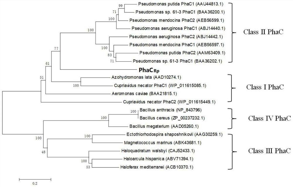 Rhodococcus pyridinivorans polyhydroxyalkanoate synthetase, coding gene and application thereof