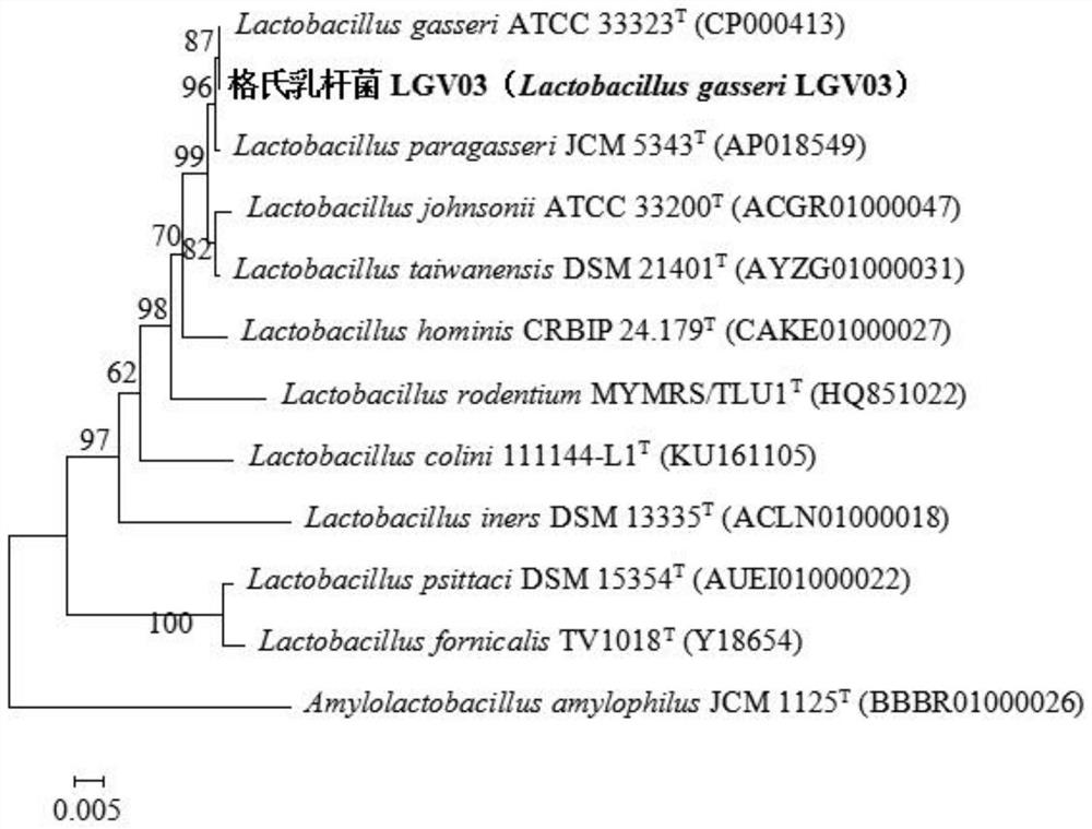 Lactobacillus gasseri LGV03 and application thereof