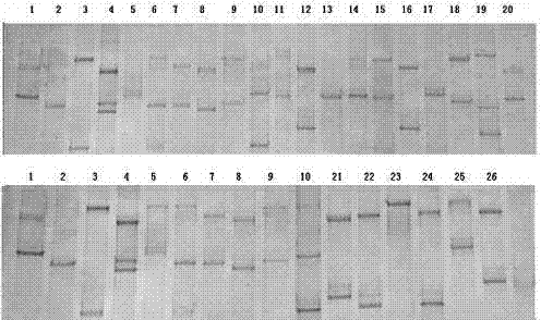 Reagent kit for detecting Hexi Cashmere goat abortion disease resistance allele and application method