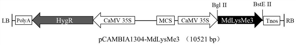 Apple rootstock salt stress resistance related gene MdLysMe3 as well as encoding protein and application thereof