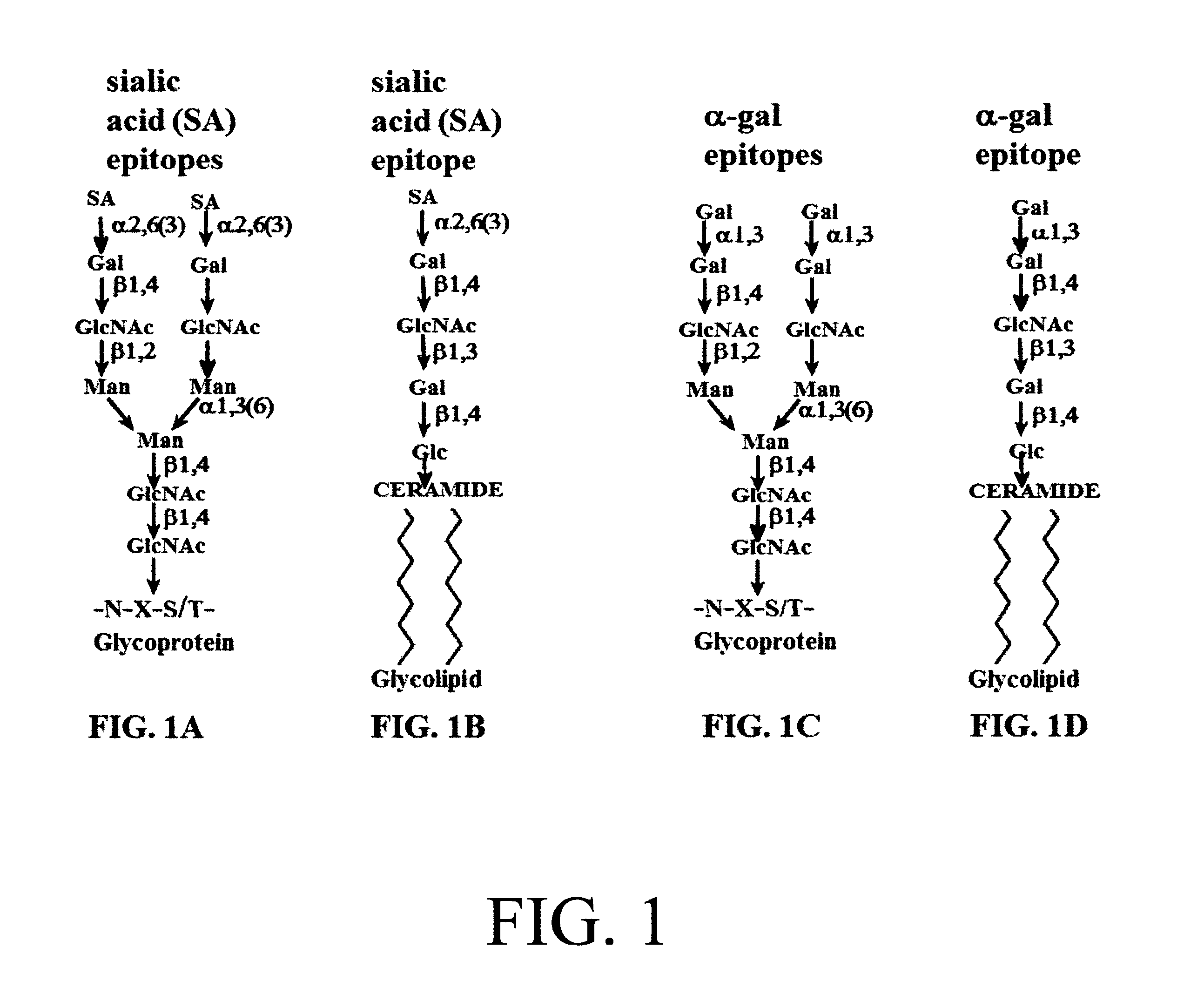 Compositions and methods for treatment of respiratory tract infections