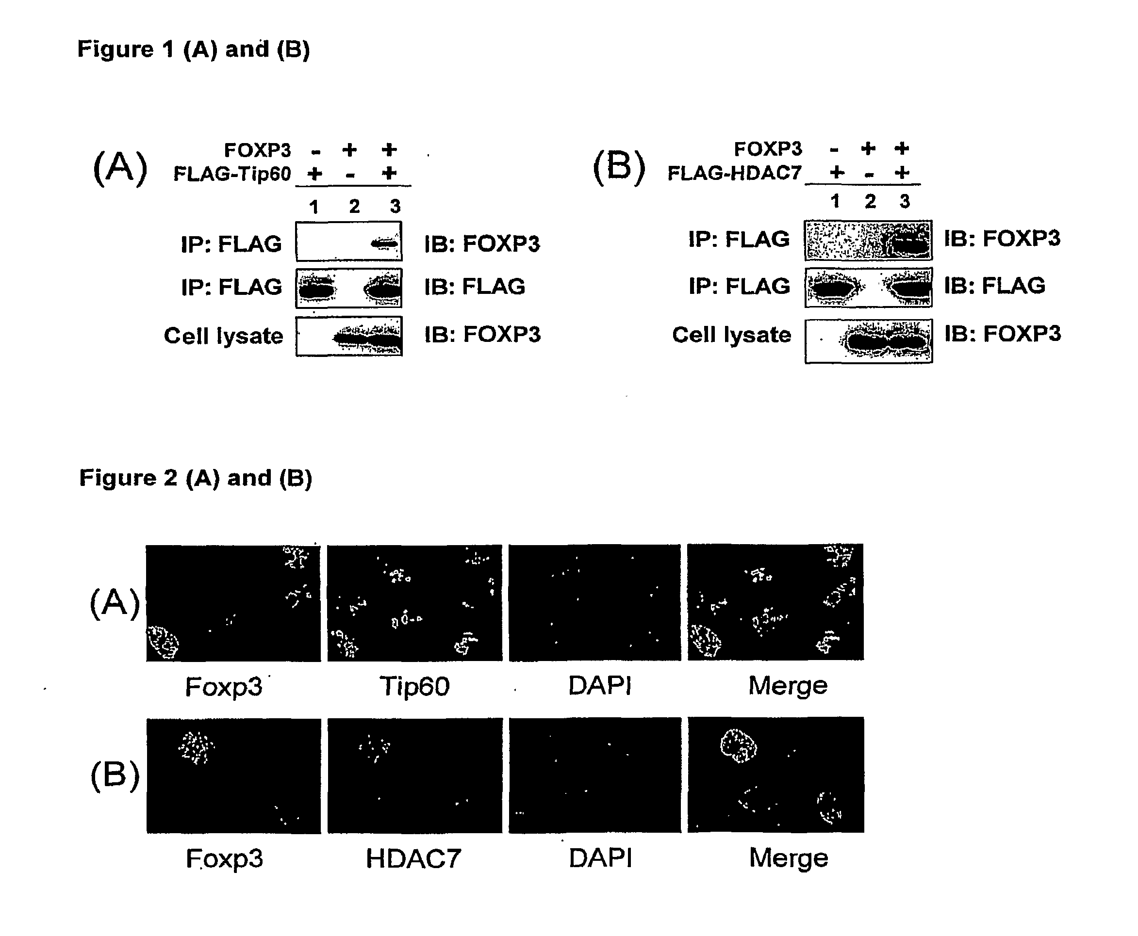 Compositions and methods for modulation of suppressor t cell activation