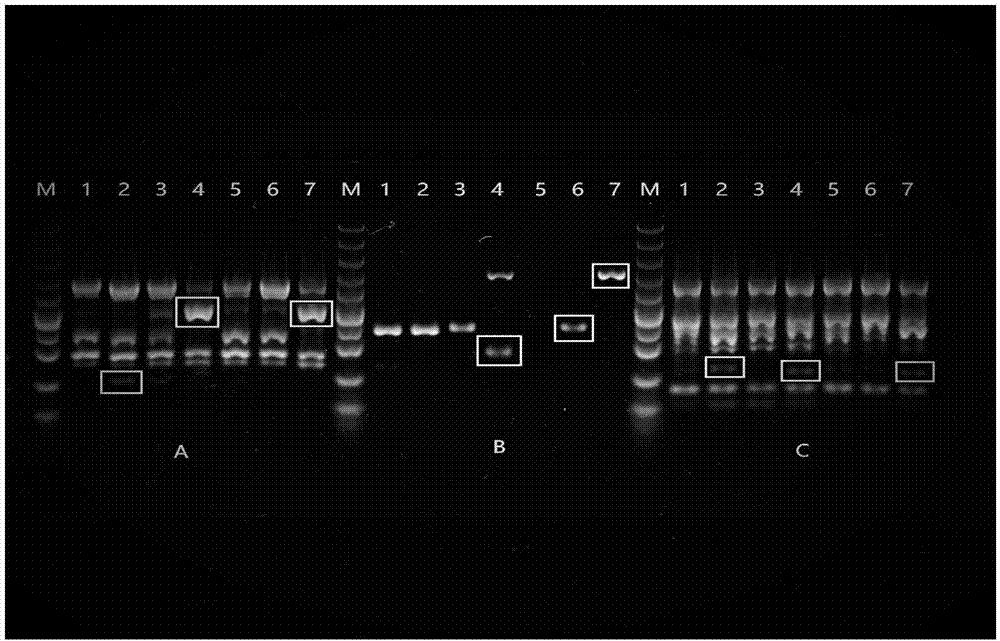 Method for identifying germplasm resource of radix codonopsis by use of ISSR (inter-simple sequence repeat) fingerprint