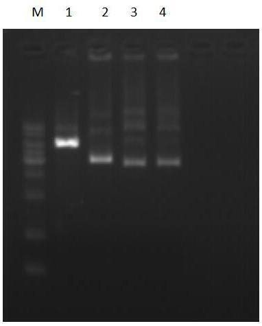 Method for inhibiting DNA digestion