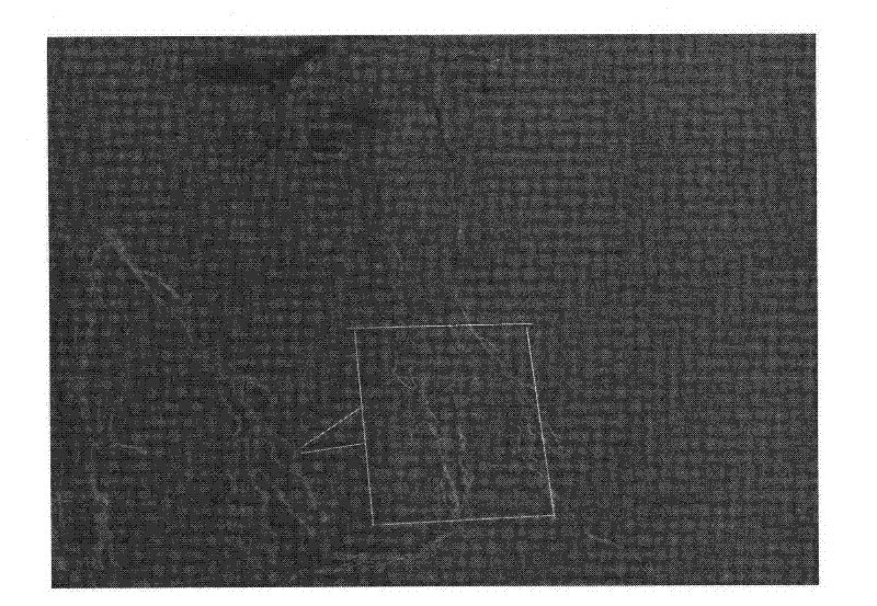 Bradyrhizobium sp.RY4 strain and application thereof