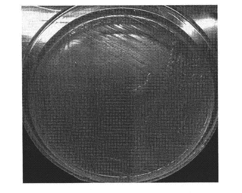 Bradyrhizobium sp.RY4 strain and application thereof