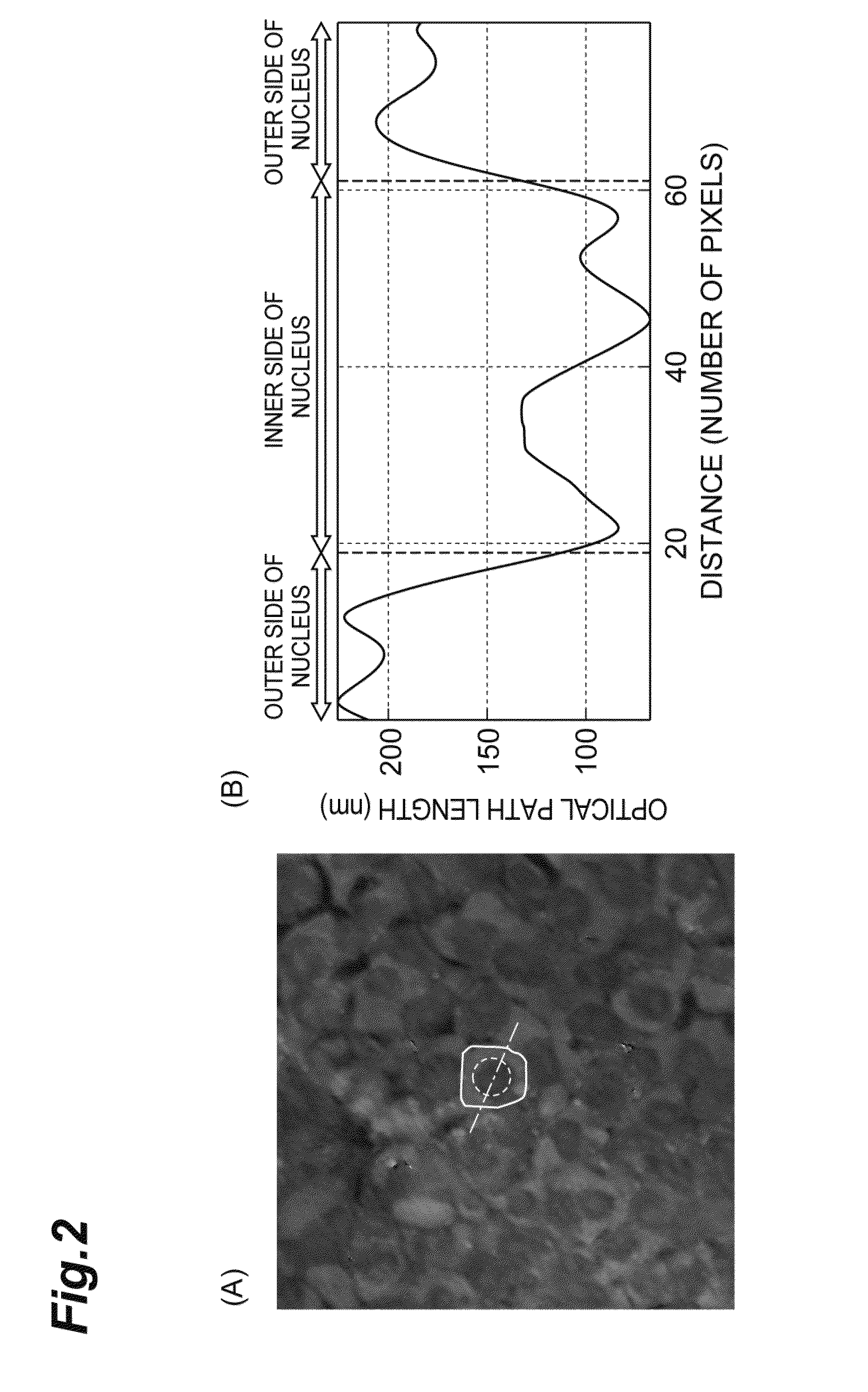 Cell analysis method, cell analysis device, and cell analysis program