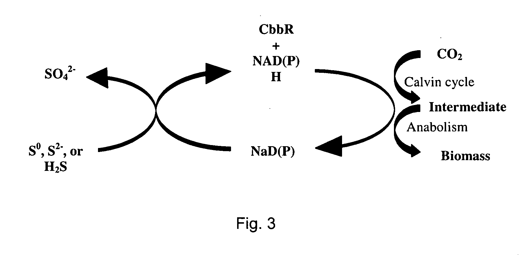 Biological Clean Fuel Processing Systems and Methods