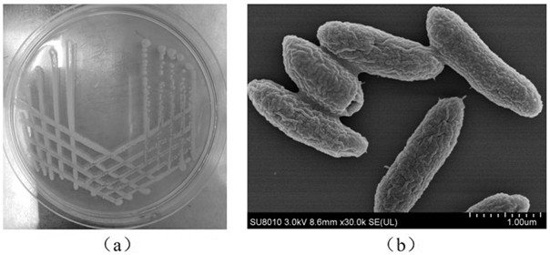 Efficient denitrification aerobic denitrification strain and application thereof