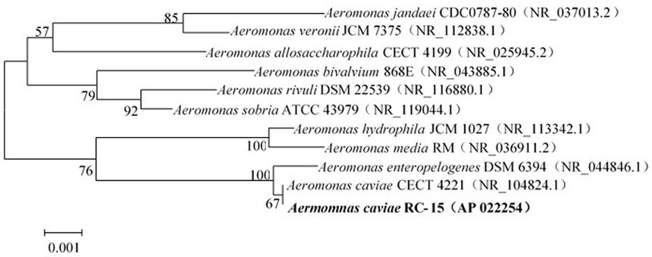 Efficient denitrification aerobic denitrification strain and application thereof