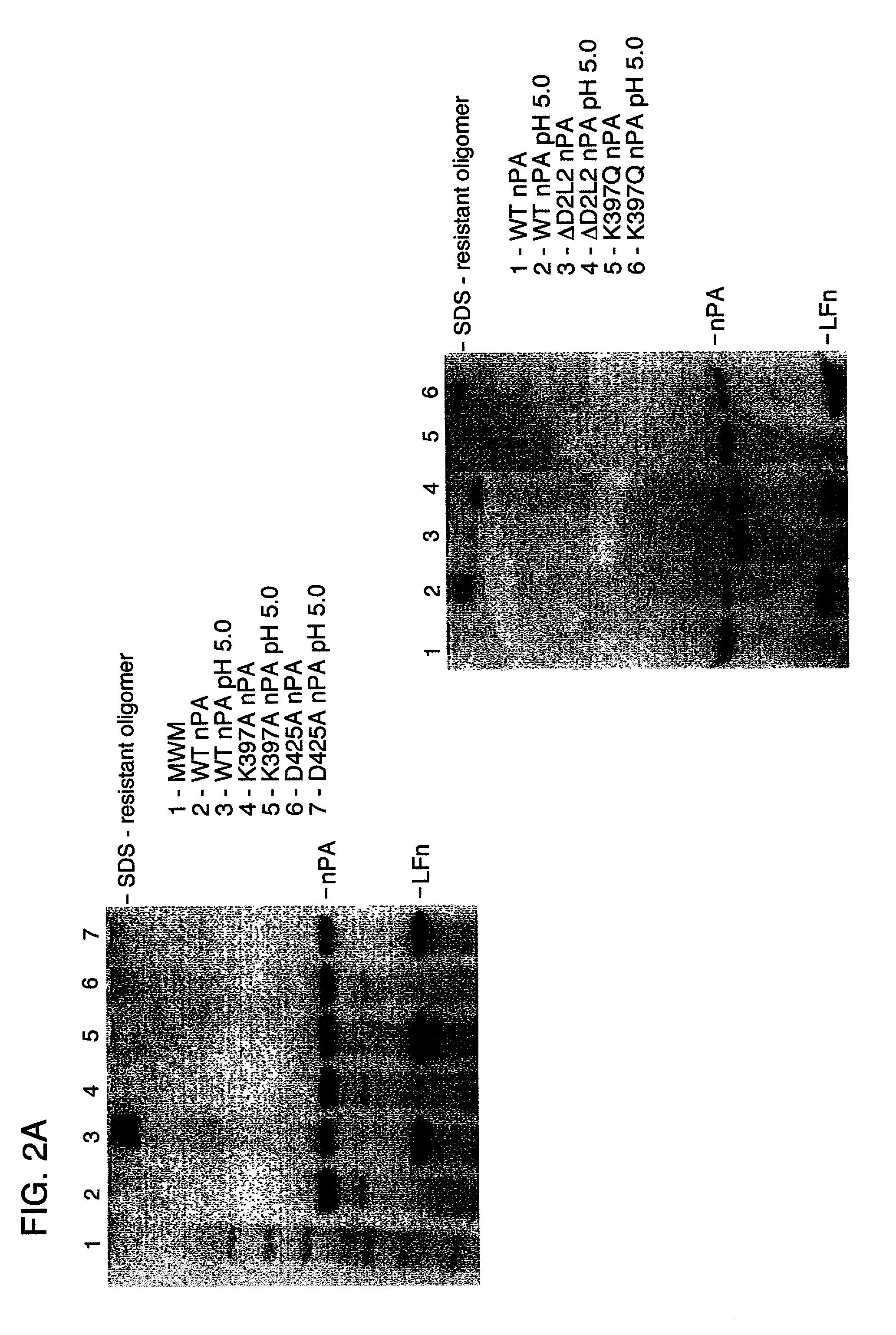 Compounds and methods for the treatment and prevention of bacterial infection