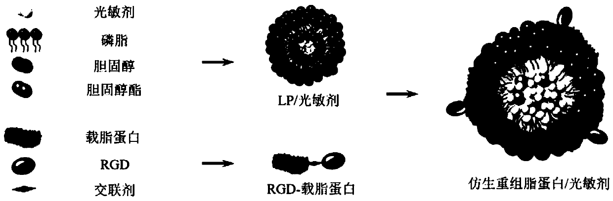 Bionic recombined lipoprotein/photosensitizer nanoparticle, and preparation method and application of bionic recombined lipoprotein/photosensitizer nanoparticle in diagnosis and treatment