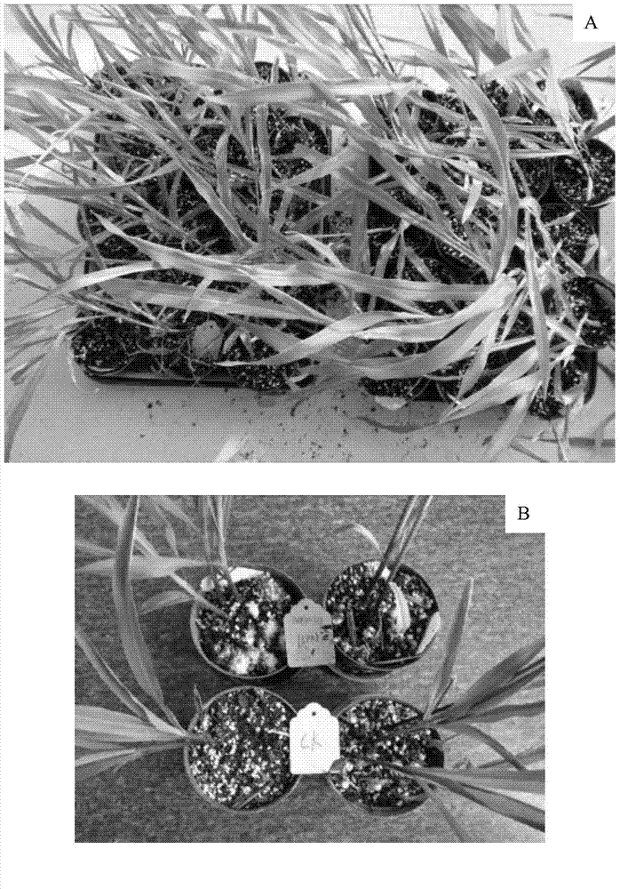Method for inoculating fresh corn indoors by using pathogenic fusarium verticillioides