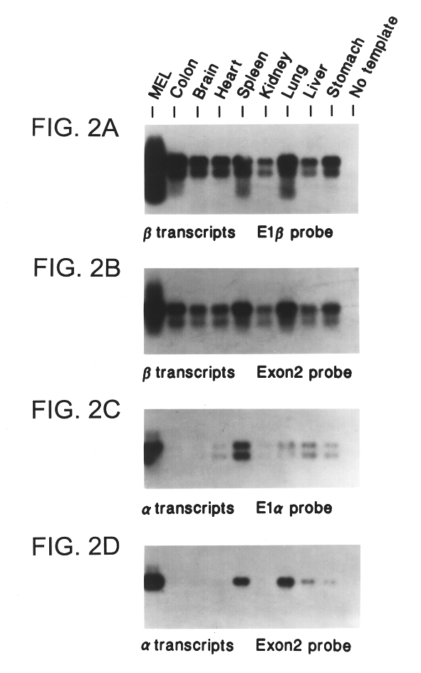 ARF-P19, a novel regulator of the mammalian cell cycle