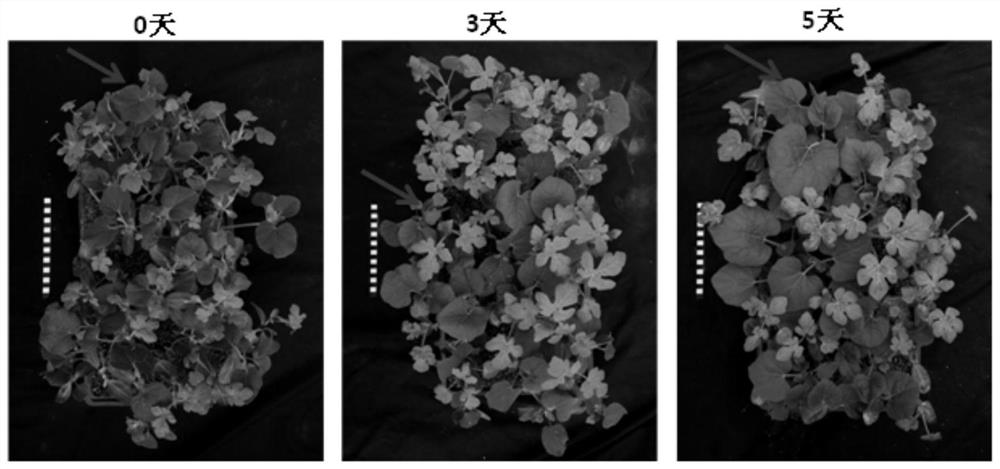 A watermelon top-cutting grafting method that reduces rootstock germination and tiller regeneration