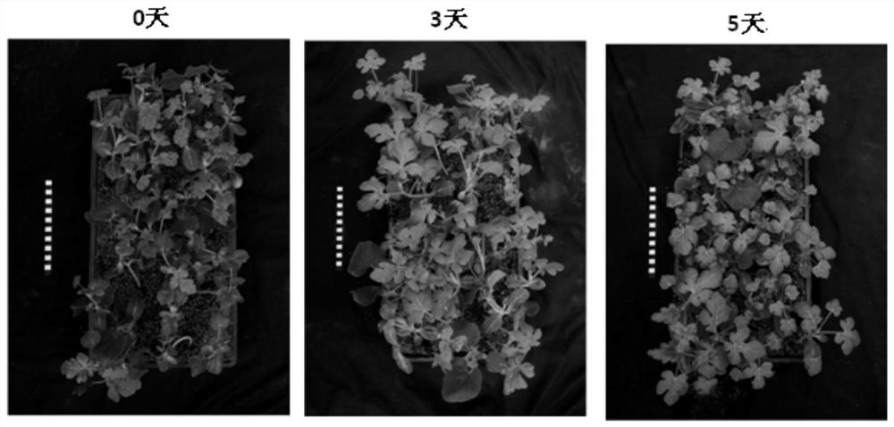 A watermelon top-cutting grafting method that reduces rootstock germination and tiller regeneration