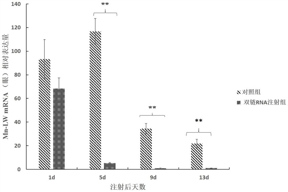Shrimp opsin gene and its encoded protein and application