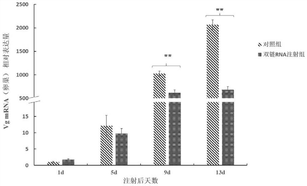 Shrimp opsin gene and its encoded protein and application