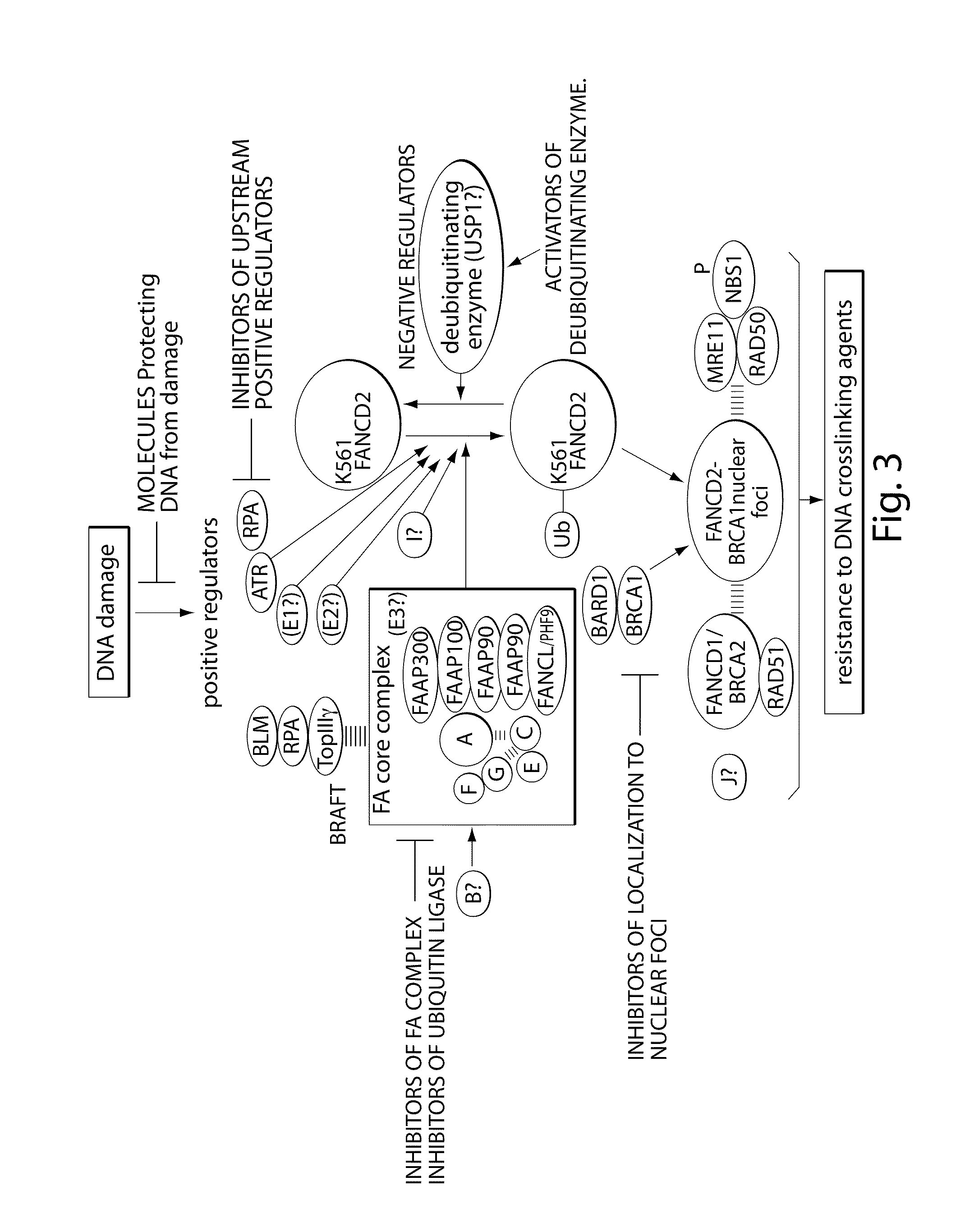 Compositions and methods for the treatment of cancer