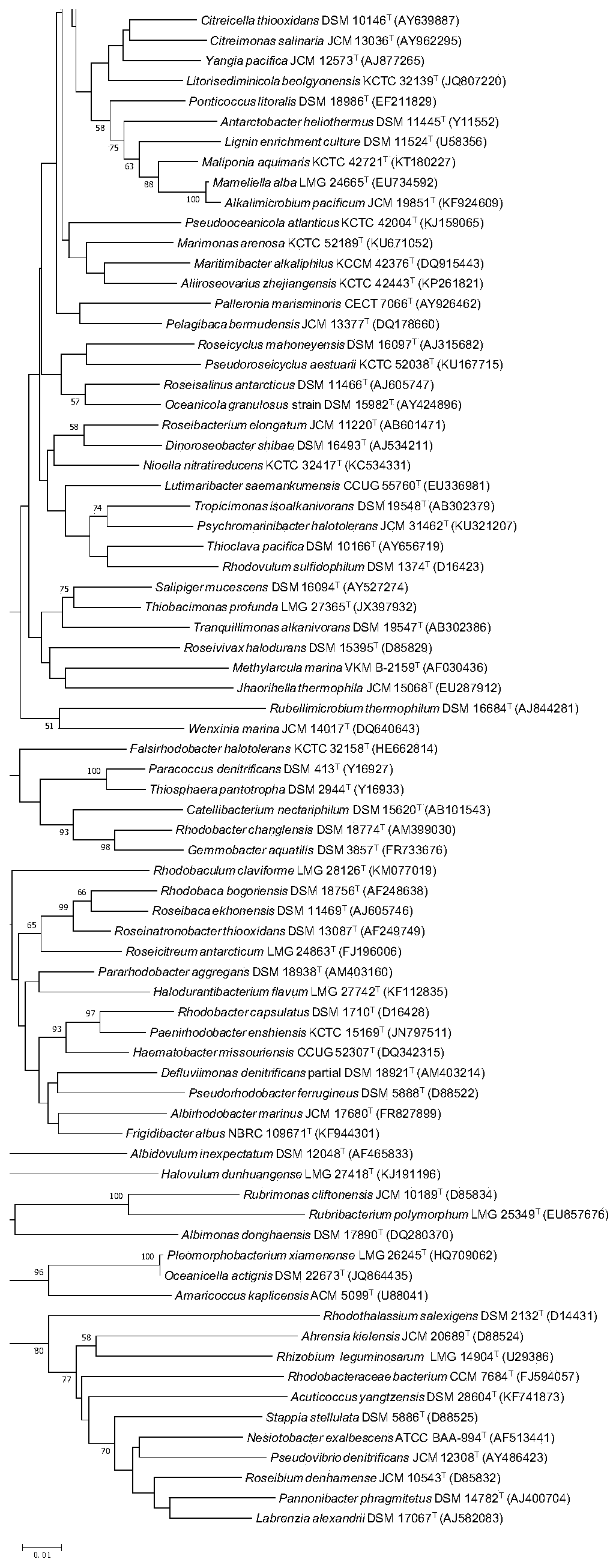 Strain HB161398 with nitrogen fixation activity and application thereof