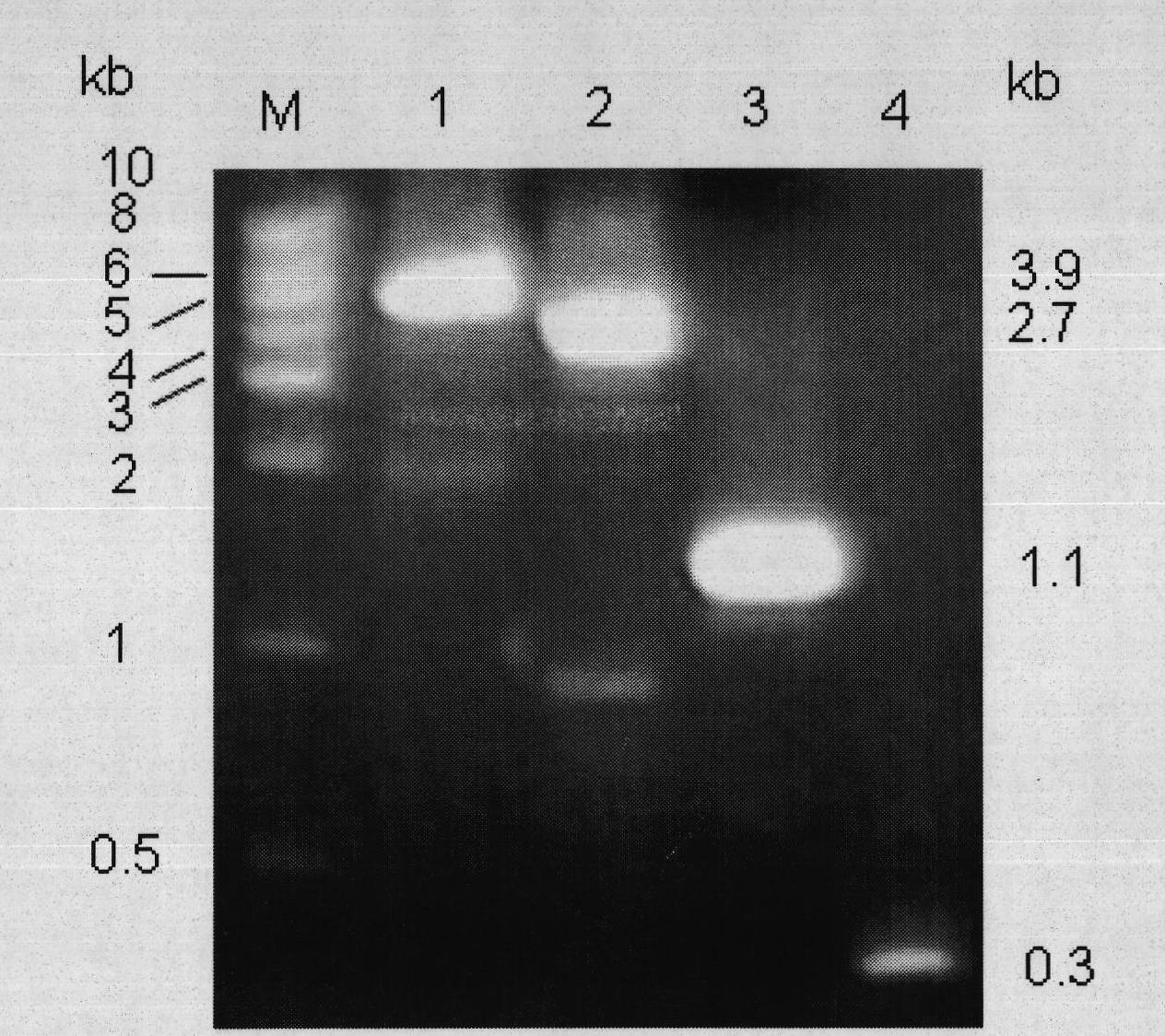 Method for preparing human interleukin 28A by silkworm bioreactor and pharmaceutical application thereof