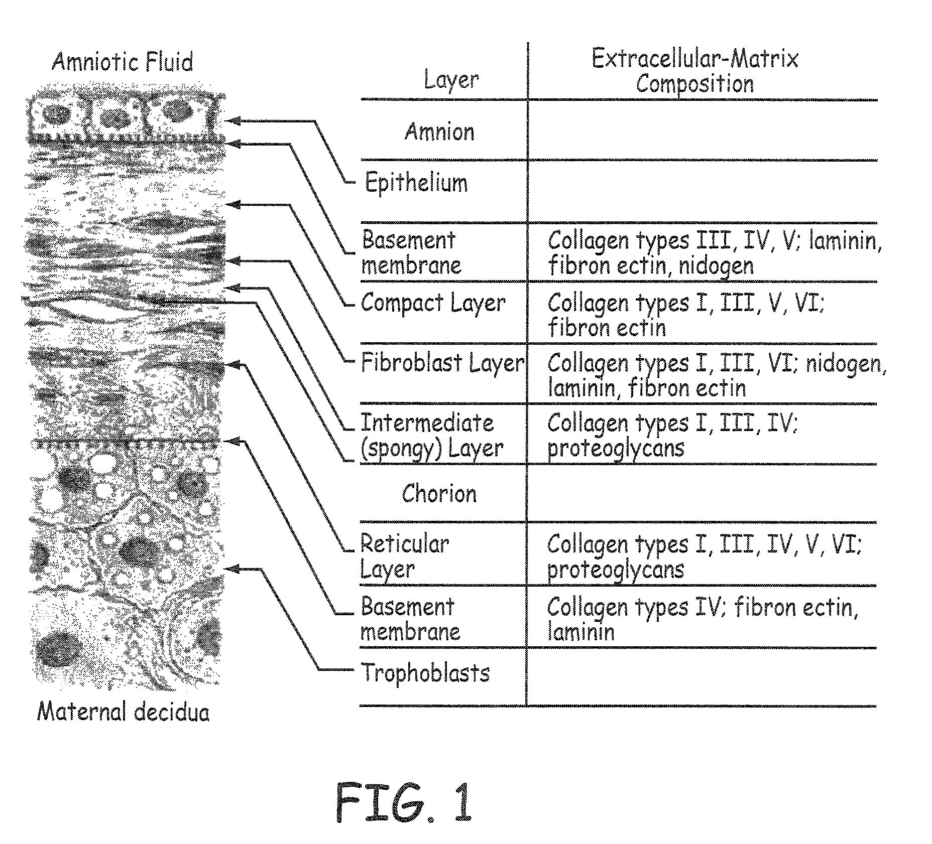 Stents modified with material comprising amnion tissue and corresponding processes