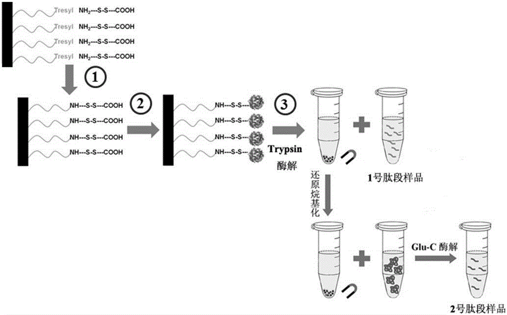 Two-step enzymolysis identification method based on protein reversible fixation