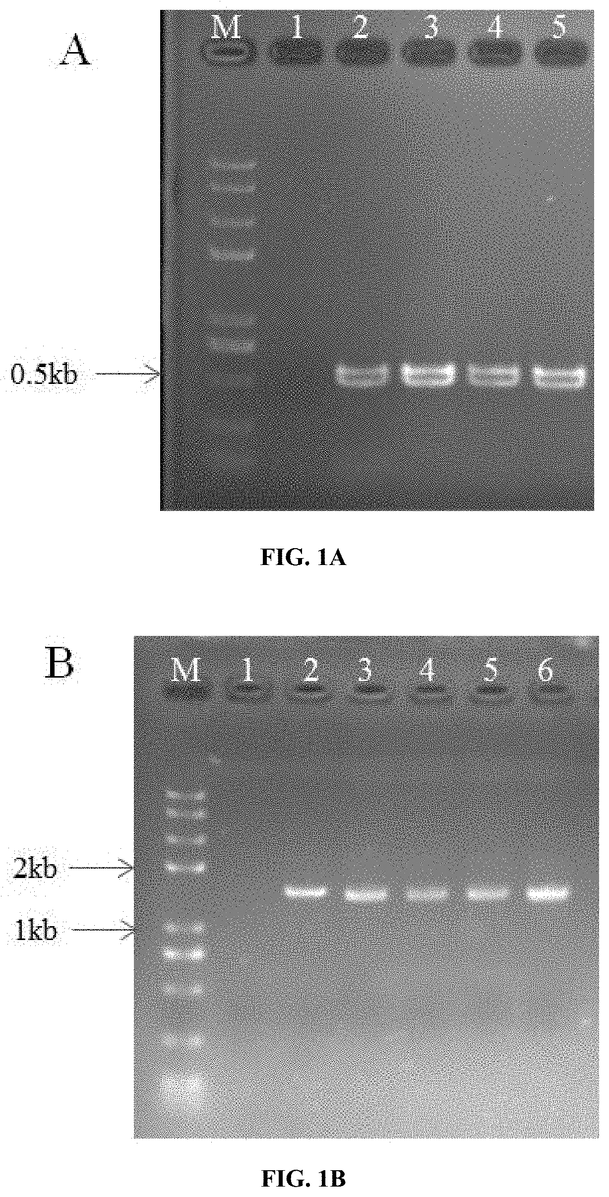 Brevundimonas strain as endosymbiont of verticillium dahliae and use thereof