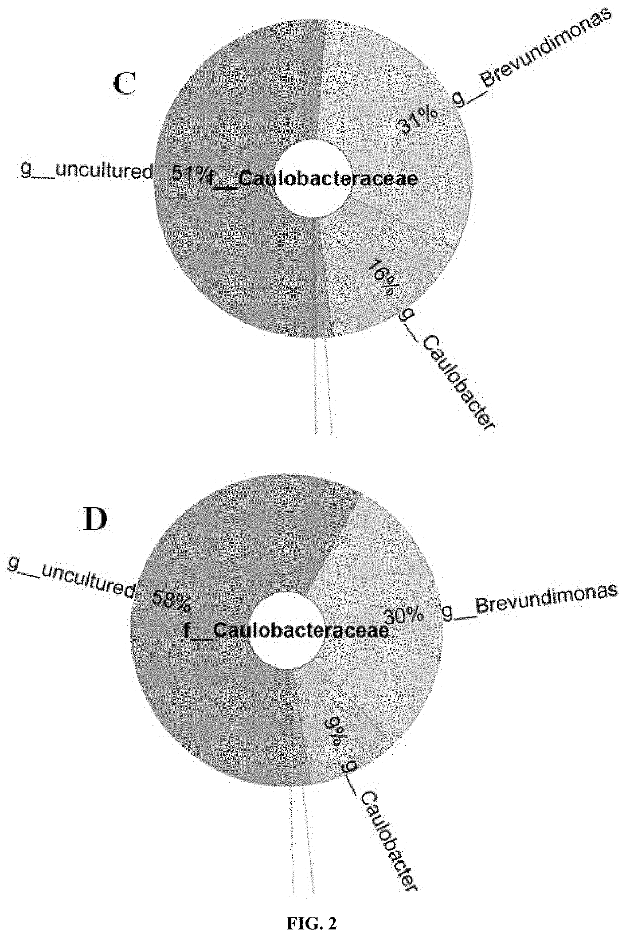 Brevundimonas strain as endosymbiont of verticillium dahliae and use thereof