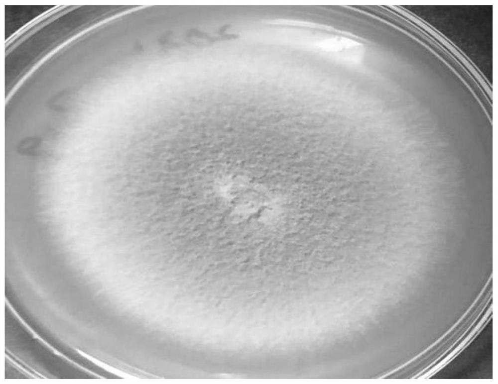 A kind of Aspergillus fumigatus strain and its application in degrading polyvinyl alcohol