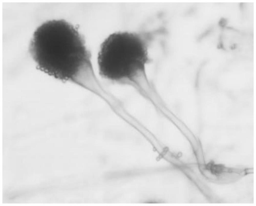 A kind of Aspergillus fumigatus strain and its application in degrading polyvinyl alcohol