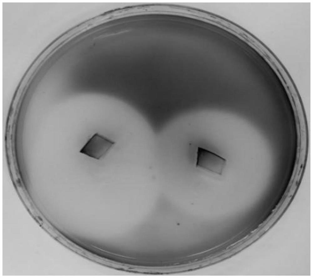 A kind of Aspergillus fumigatus strain and its application in degrading polyvinyl alcohol