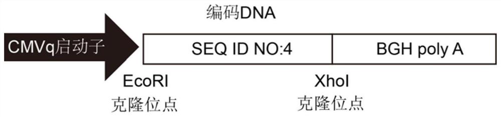 A kind of polypeptide targeting pd-l1 and its application