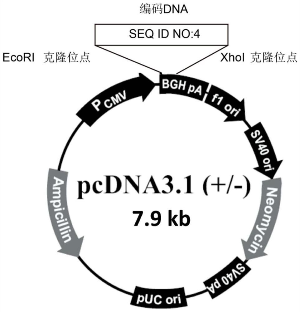 A kind of polypeptide targeting pd-l1 and its application