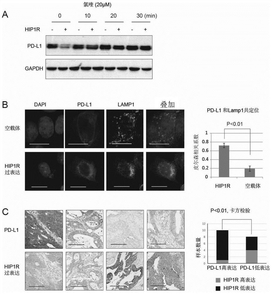 A kind of polypeptide targeting pd-l1 and its application