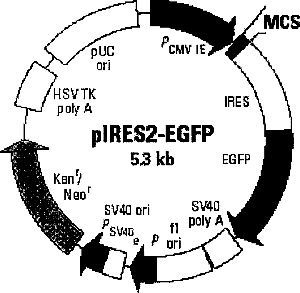 Application of anti-sense VEGF gene sequence