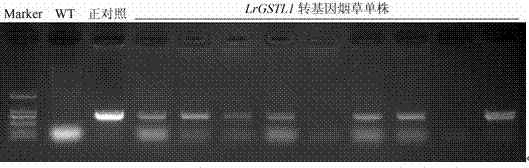 Glutathione S-transferase gene LrGSTL1 of lilium regale and application thereof