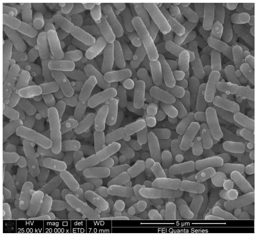 Degrading bacteria that can efficiently degrade malachite green drugs and their applications