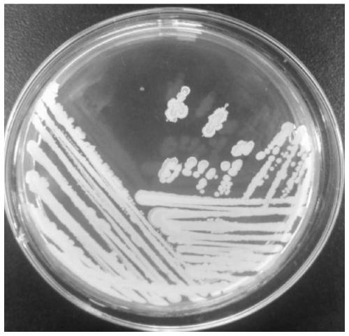 Bacillus amyloliquefaciens with growth promotion and disease resistance effects and application thereof