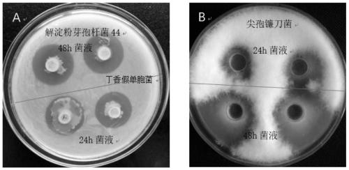 Bacillus amyloliquefaciens with growth promotion and disease resistance effects and application thereof