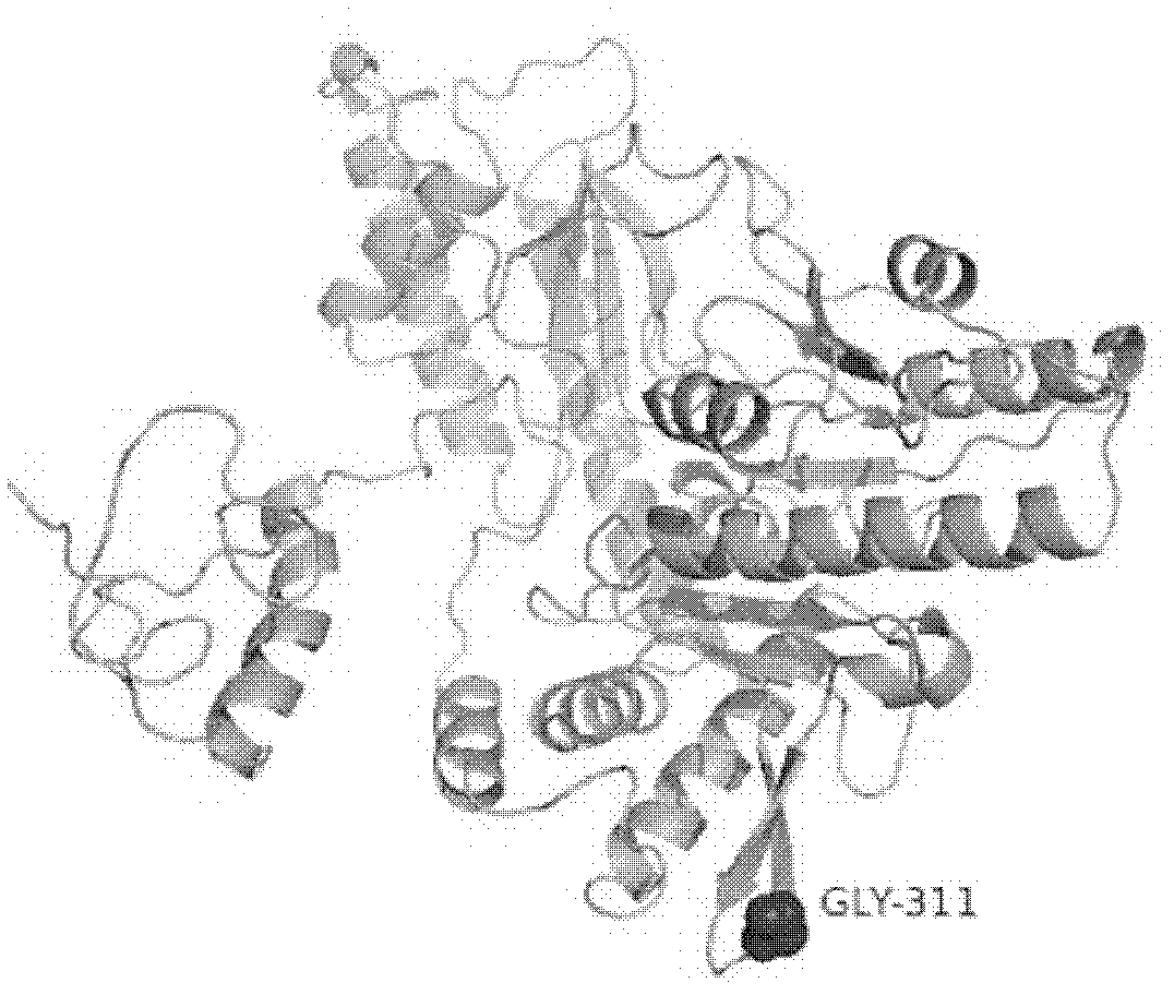 Glutamate decarboxylase (GAD) thermally-stable variant G311P gene and application thereof