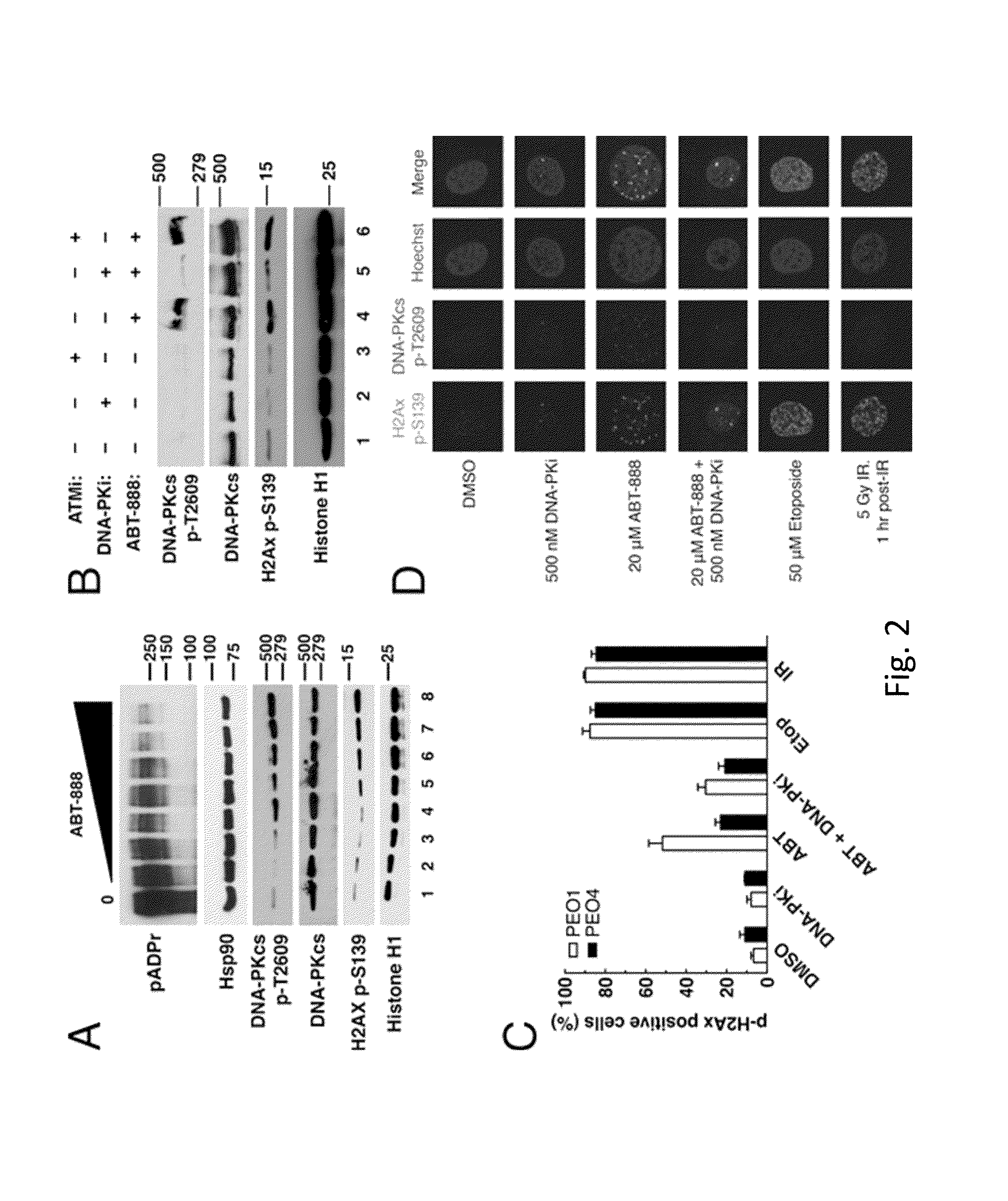 Methods and materials for assessing responsiveness to PARP inhibitors and platinating agents