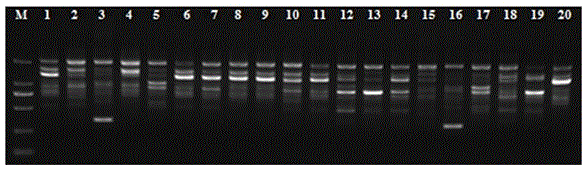 Anoectochilus roxburghii DNA extracting method suitable for RAPD analysis