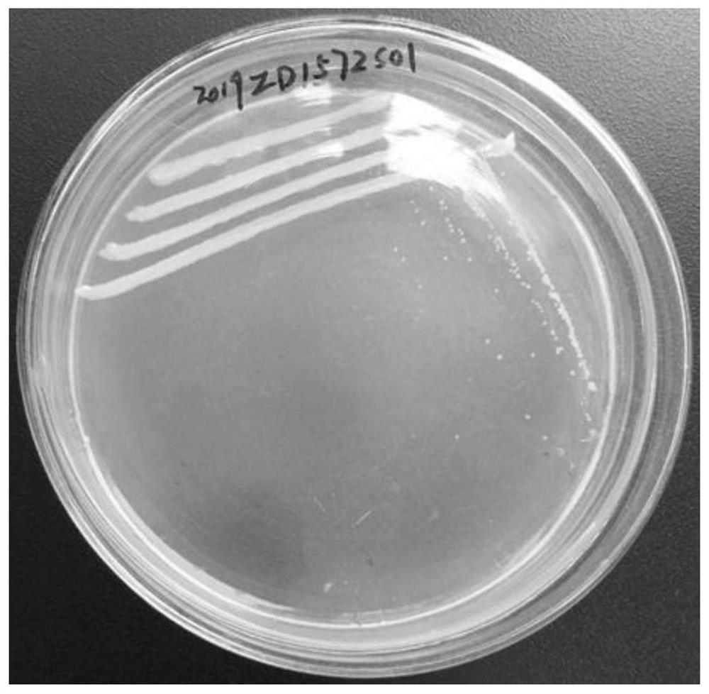 A Strain Ochrobactrum intermedium 26B and Its Application