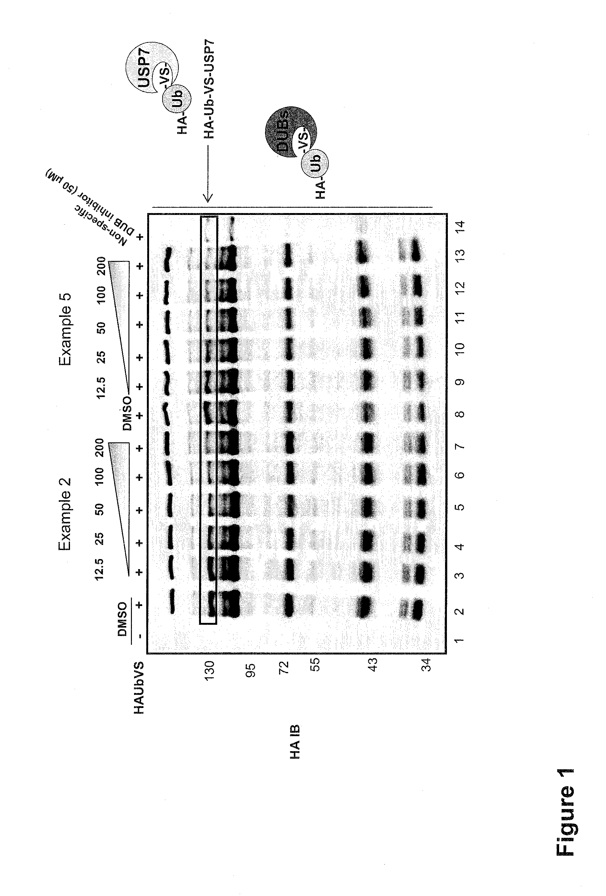 Substituted quinazolin-4-ones for inhibiting ubiquitin specific protease 7