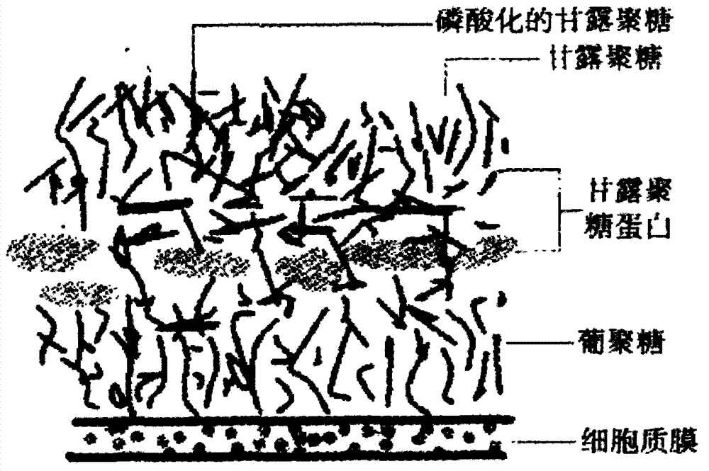 Three-step enzymatic hydrolysis method used for producing forage saccharomyces cerevisiae cells with broken-down walls