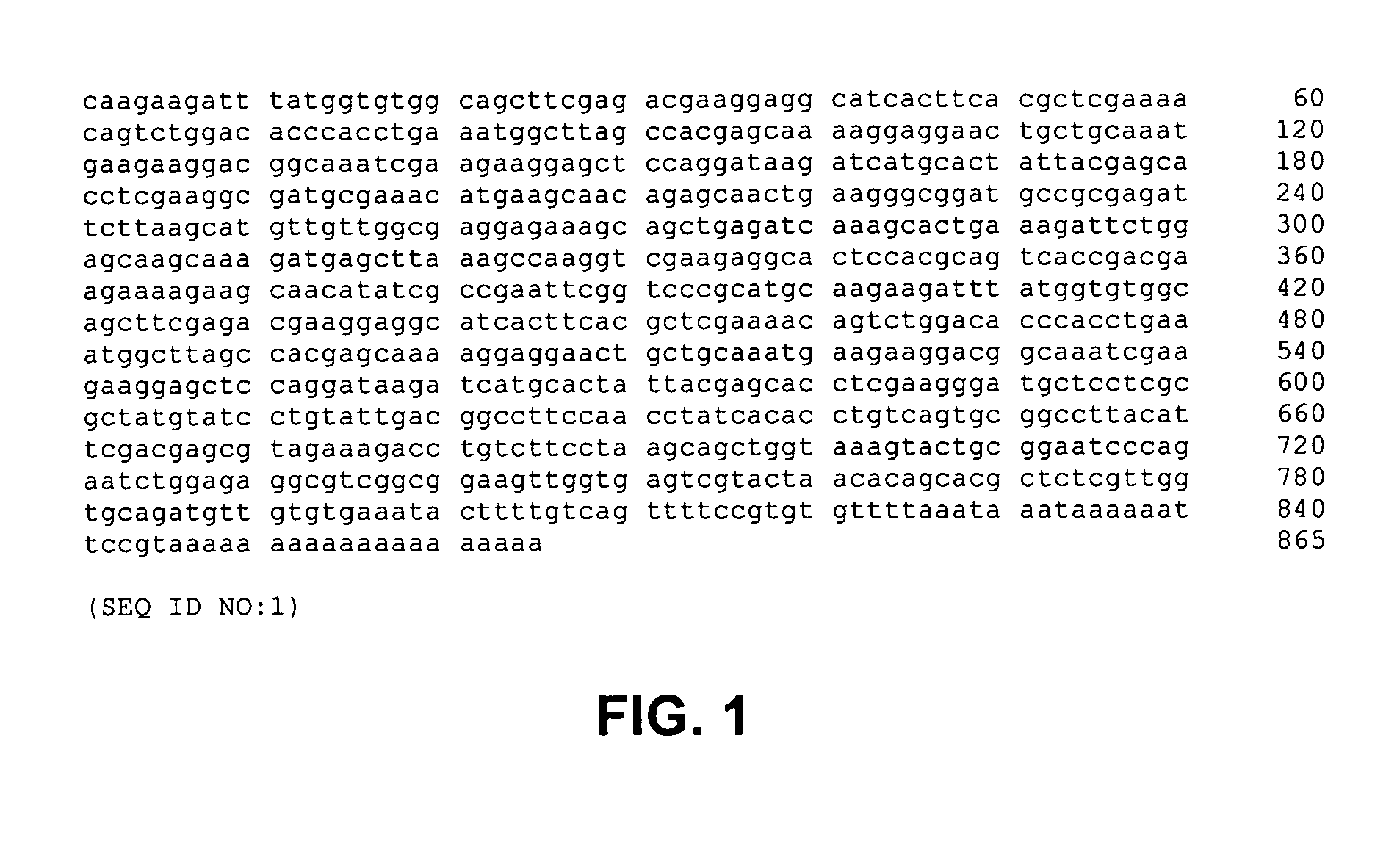 Methods, devices, kits and compositions for detecting roundworm